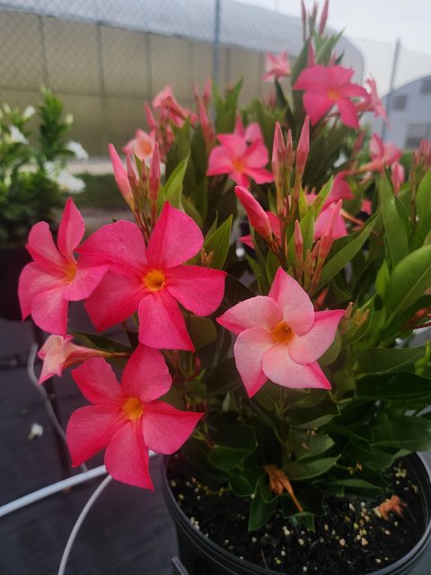 FiredUp Magic Pink
