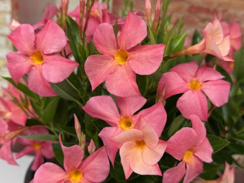 FiredUp Magic Pink 3