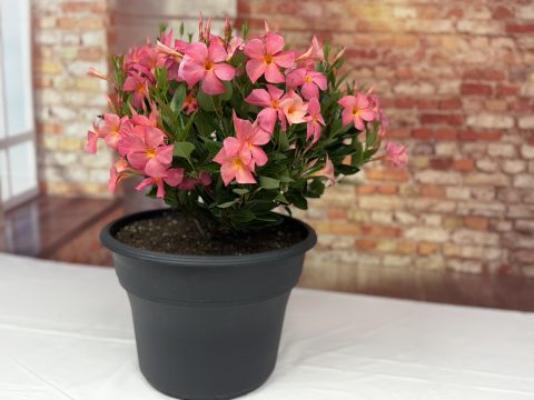 Sun Parasol FiredUp Magic Pink Container