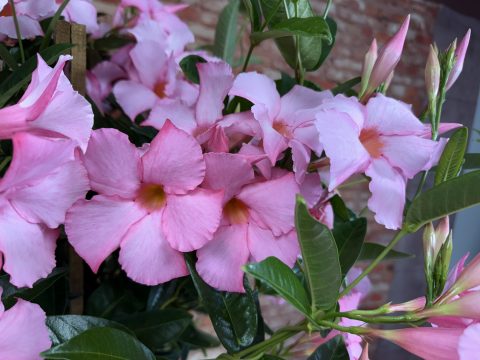 SUN PARASOL® GIANT Powder Pink