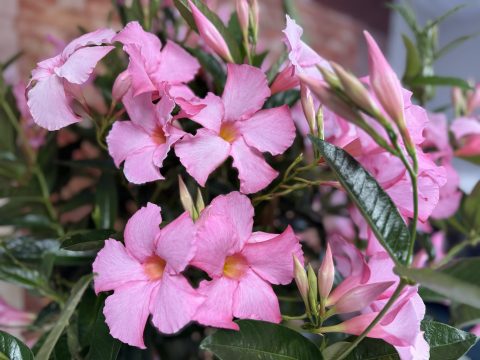 SUN PARASOL® GIANT Powder Pink