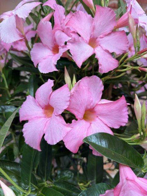 SUN PARASOL® GIANT Powder Pink 3