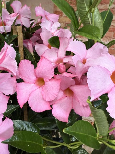 SUN PARASOL® GIANT Powder Pink