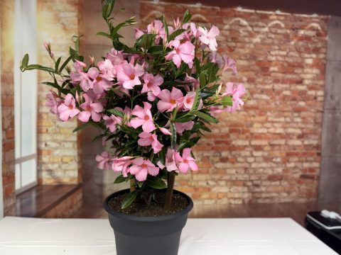 SUN PARASOL® GIANT Powder Pink