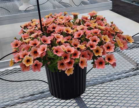 Surfinia Heavenly Peach Horizon