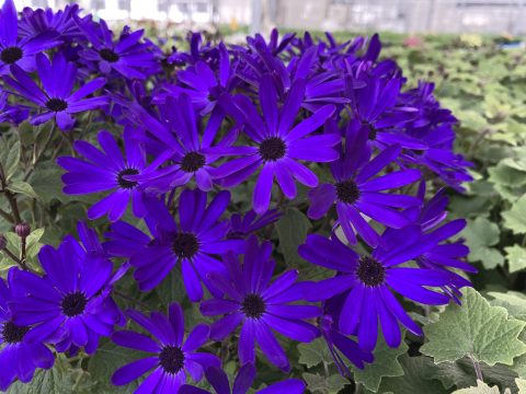 Senetti Deep Blue Improved
