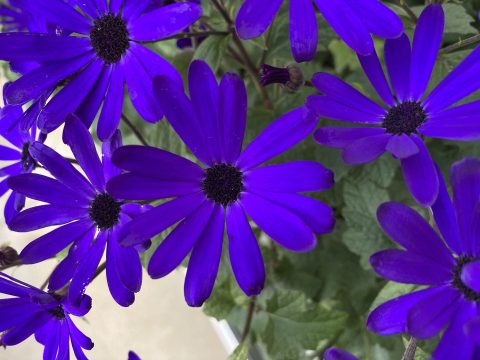 Deep Blue Improved 4