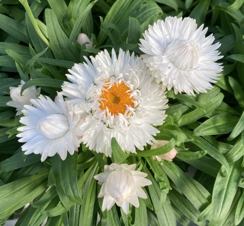 granivai white improved flowers