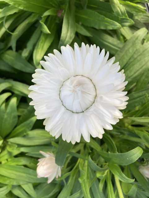 Graniva White Improved