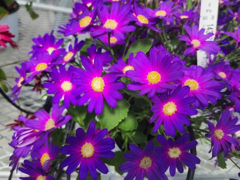 Senetti Orchid Glow
