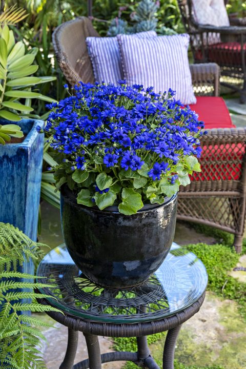 Senetti Deep Blue Improved