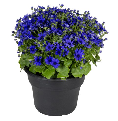 Senetti Deep Blue Improved