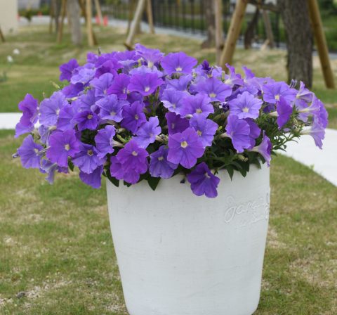 Surfinia Sky Blue Improved in a container