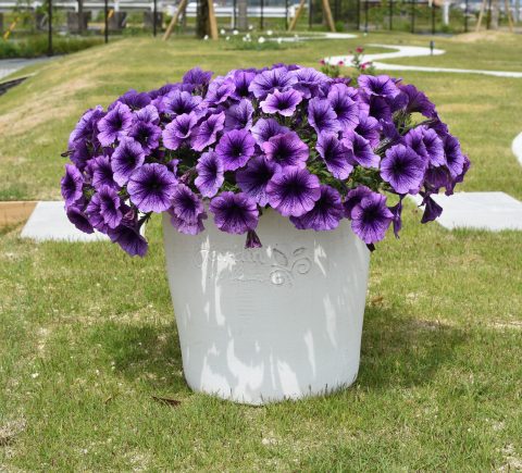 Surfinia Heavenly Blue Violet
