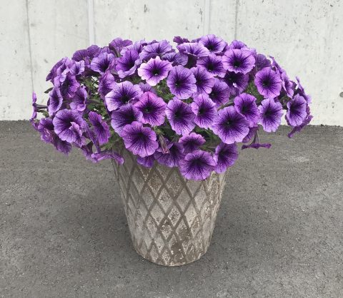 Surfinia Heavenly Blue Violet