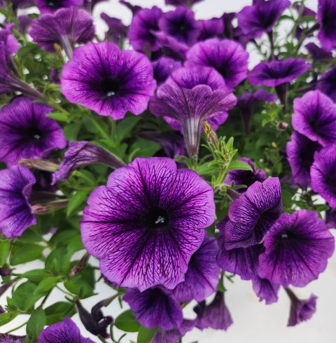Surfinia Heavenly Blue Violet flowers