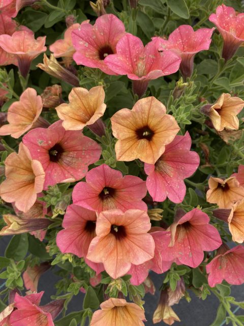 Surfinia Heavenly Peach Horizon