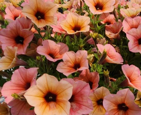 Surfinia Heavenly Peach Horizon Flowers 1