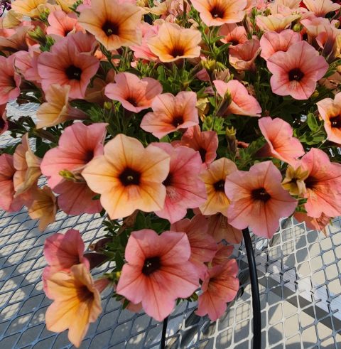 Surfinia Heavenly Peach Horizon