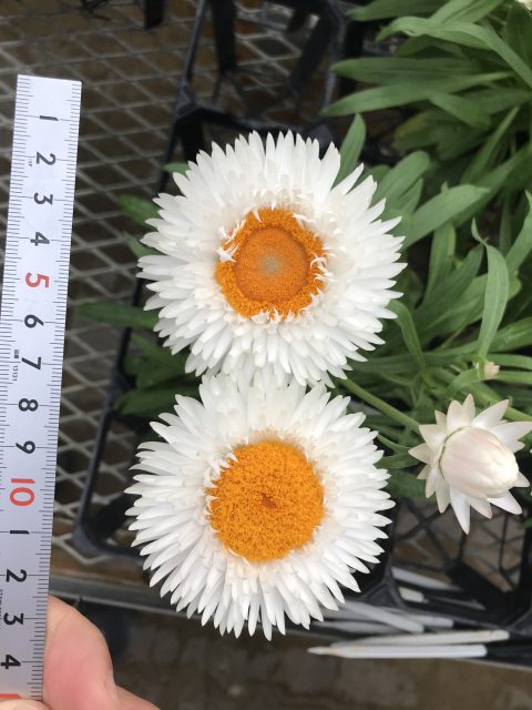 Graniva White Improved