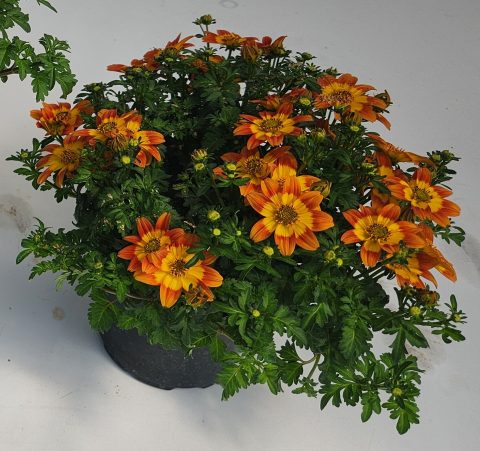 Beedance Petities Orange