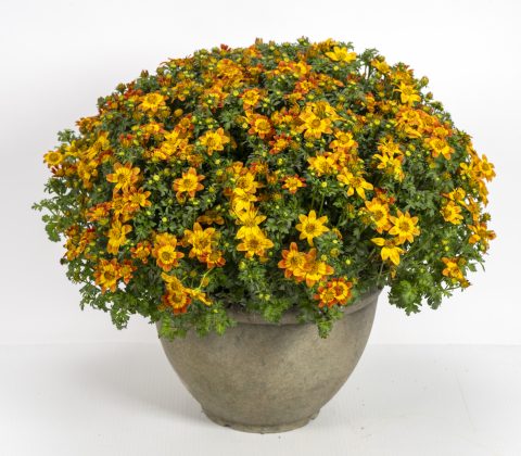 Beedance Petites Orange