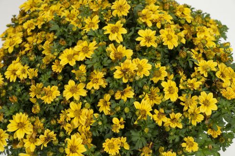 Beedance Petites Yellow 2