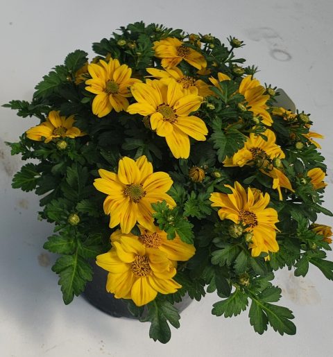 Beedance Petities Yellow