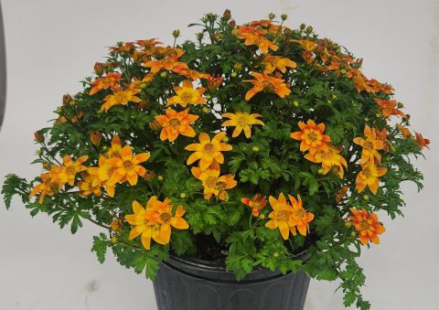 Beedance Petites Orange