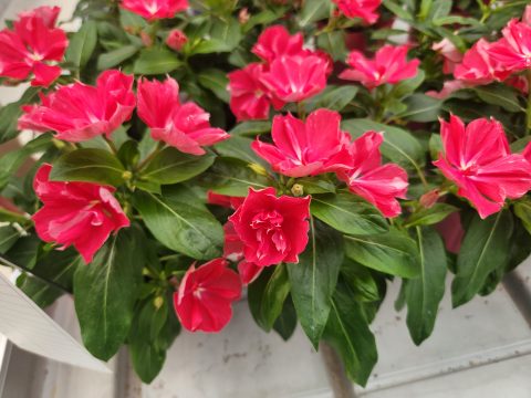 Soiree Double Rosy Red
